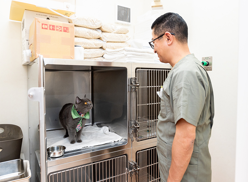 猫のホテルは別のお部屋